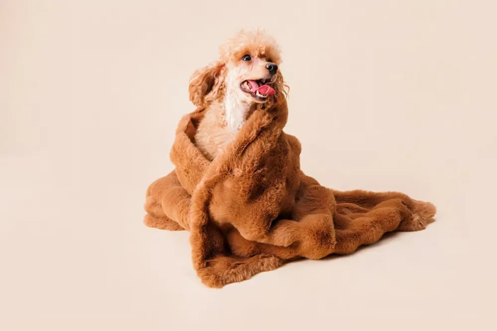 Dog Mommy – koc dla psa karmelowy bubble 60 x 90 cm Tani