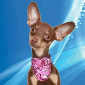 Nowość Aquacoolkeeper Ch艂odz膮ca bandana dla psa Roses 30 sek