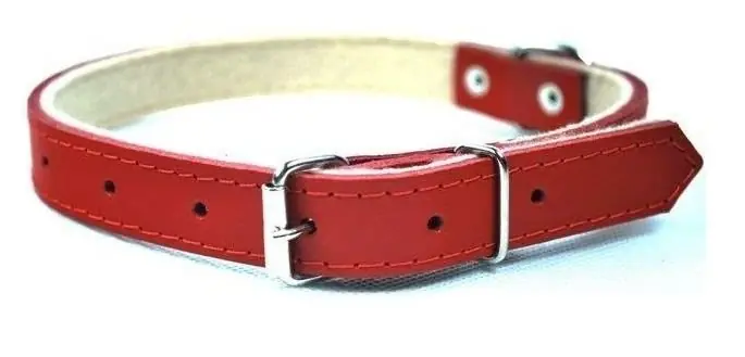 Oferta Chaba obroża skórzana 14mmx400mm